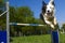 Border Collie in the Sport of Agility