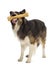 Border Collie standing and chewing bone