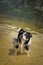 Border collie is standing in the lake.