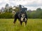 A Border Collie standing proud in a field