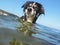 Border collie is standing in the sea.