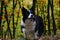 Border Collie Stands in Colorful Forest