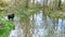 Border Collie Stands Next to Flooded River