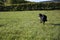 Border Collie with a Stick Running in a Grass Pasture