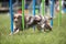 Border Collie successfully running through slalom on agility competition