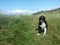 Border collie in sunny sand dunes