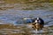 Border Collie Swimming in River