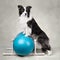 Border collie trainig on a sports ball peanut