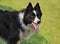 Border Collie Waits for It\'s Turn to Herd