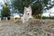 Border Collie walking in a field