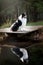 Border collie by the water. Nice portraits.