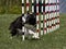 Border Collie Weave Poles While Watching Handler