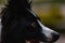 The Border Collie is a well-proportioned dog with a harmonious and athletic appearance