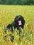 Border collie in wheat fields