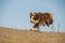 Border collie who is running in desert.