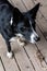 Border collie on wood deck alert and watching expectantly for a treat