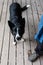 Border collie on wood deck looking up with adoration and expectation