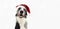 Border collied dog celebrating christmas wearing a red glitter santa claus hat. Isolated on gray background