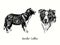 Border Collies collection standing side view and head. Ink black and white doodle drawing