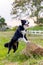 Border Collies dog stand on the rock in front of garden fence and it look forward and look happy with warm light in evening