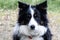 Border Collies - If only they could talk