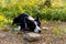 Border Collies lie down and squat in the forrest alone and look forwad with warm light reflect on grass in background