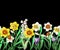 Border with daffodils and wild flowers. Vector.