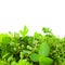 Border of Different Fresh Spice Herbs over white background