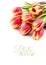 Border element for your spring design with red stripy tulips iso