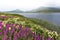 Border of Farstadvatnet lake in Vestvagoy island of Lofoten archipelago covered with flowers.  Nordland, Northern Norway