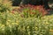 Border flowers, yellow Inula Orientalis, red Crocosmia Lucifer