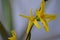 Border forsythia, Forsythia x intermedia, close-up flower