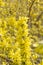 Border forsythia, Forsythia x intermedia, flowering shrub