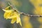 Border forsythia, Forsythia x intermedia, sideview yellow flowering