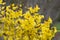 Border forsythia, Forsythia x intermedia, yellow flowering