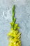 Border frame made of yellow gladiolus on gray concrete background