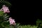 Border of green tropical plants and blooming orchids on a black background