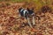 Border Jack puppy playing