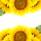 Border of large Sunflowers with copy space