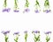 Border made of violet flowers on white background. Flat lay