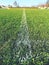 Border of painted white lines on natural dry football grass. Cut green turf