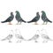 Border pigeons Carriers domestic breeds sports birds natural and outline vintage set two vector animals illustration for desig