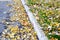 Border sidewalk strewn with dry leaves