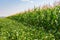 Border of soybean and corn fields in summer