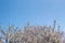 Border of Spring apricot blossoms against the blue sky