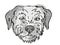 Border Terrier Dog Breed Cartoon Retro Drawing