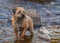 Border Terrier Dog standing in a stream.