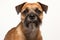 Border Terrier Dog Upright On A White Background