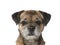 Border terrier portrait taken in a studio