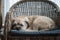 Border terrier, sleeping in a chair, ratten chair